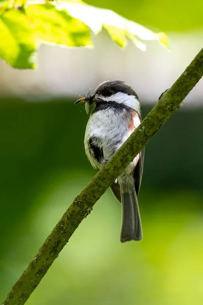 Chickadee Plemienia Kasztana Vancouver Kanada — Zdjęcie stockowe