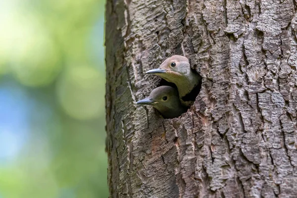 Northern Flicker Chick Bird Vancouver Canada — Stock Photo, Image