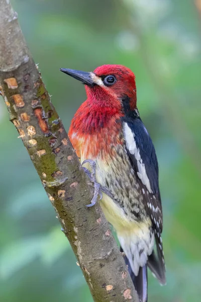 Red Breasted Sapsucker Bird North Vancouver Canada — Fotografia de Stock