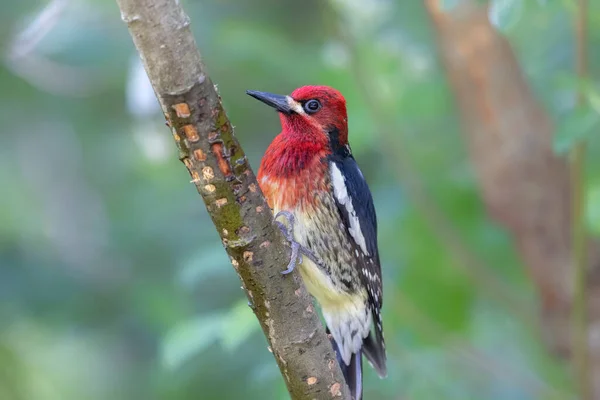 Red Breasted Sapsucker Bird North Vancouver Canada — Stockfoto