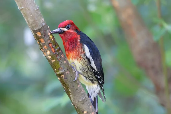 Red Breasted Sapsucker Bird North Vancouver Canada — Φωτογραφία Αρχείου