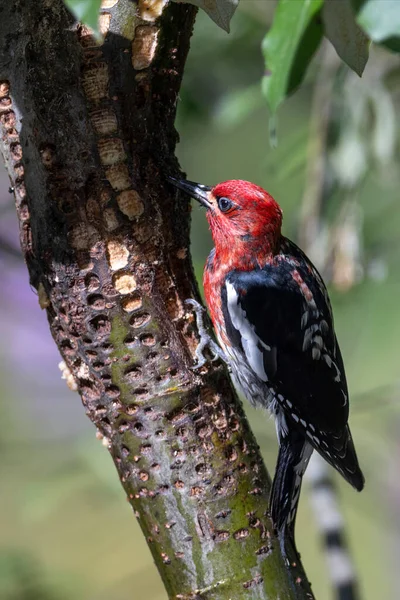 Sapsucker Pájaro Pecho Rojo North Vancouver Canada —  Fotos de Stock