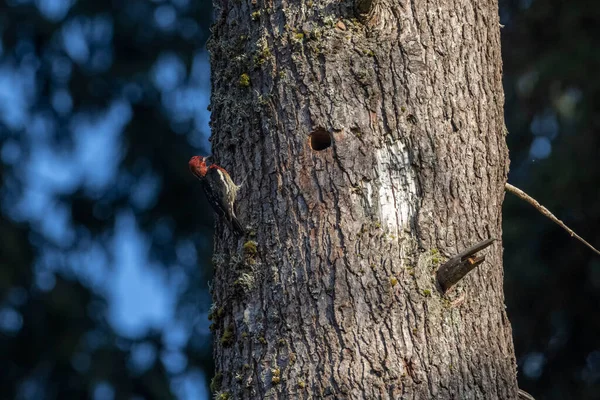 Červené Prsní Sapsucker Hnízdo Coquitlam Kanada — Stock fotografie