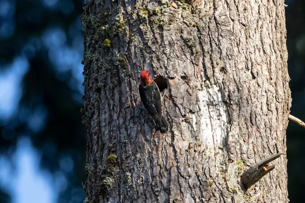 Red Breasted Sapsucker Bird Coquitlam Canada — Fotografia de Stock