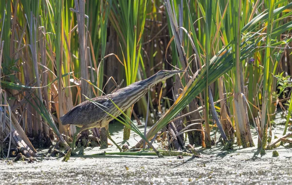 American Bittern Bird Richmond Canada — Stock Fotó