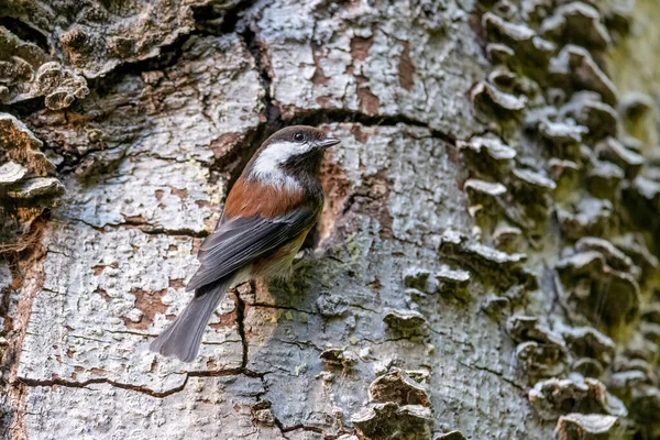 Chestnut Support Chickadee Vancouver Canada — стокове фото