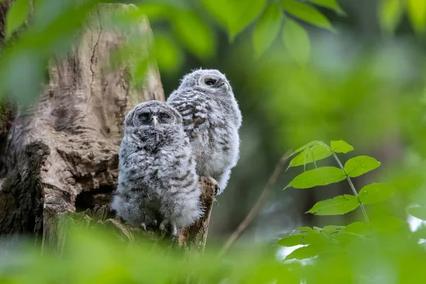 Barred Owl Owlet Delta Canada — Fotografia de Stock