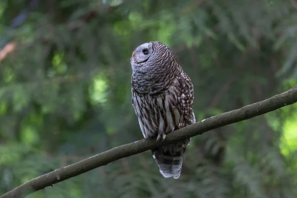 Barred Búho Pájaro Delta Canadá — Foto de Stock