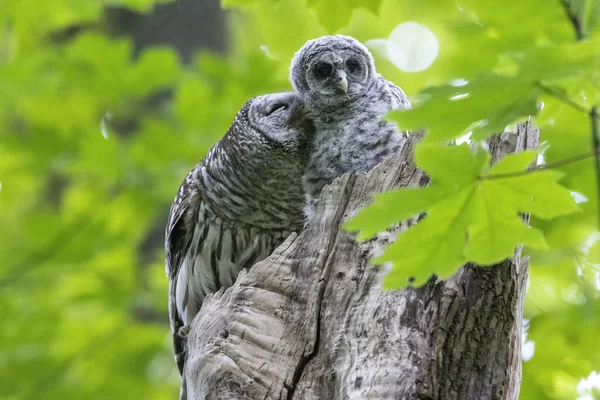 Barred Owl Owlet Delta Canada — Stockfoto