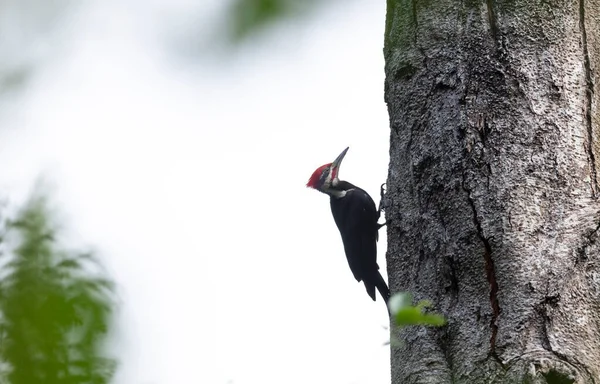 Pileated Woodpecker Bird Vancouver Canada — Stock fotografie