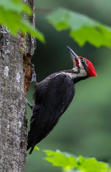 Pileated Woodpecker Bird Vancouver Canada — Stock fotografie