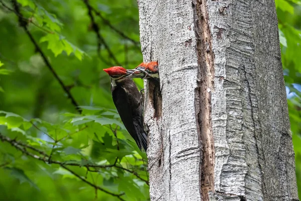 Pileated Woodpecker Feeding Chicks Vancouver Canada — Stock Photo, Image