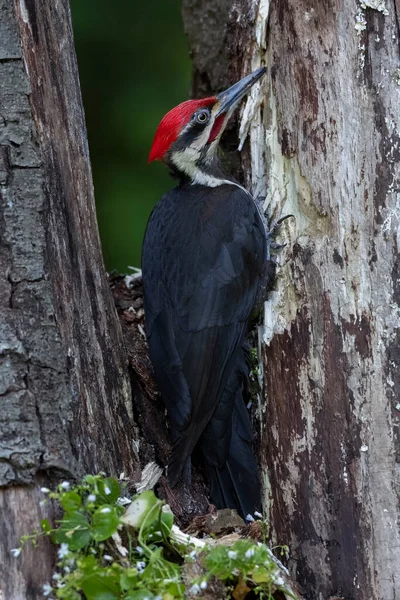 不列颠哥伦比亚省温哥华的啄木鸟 — 图库照片