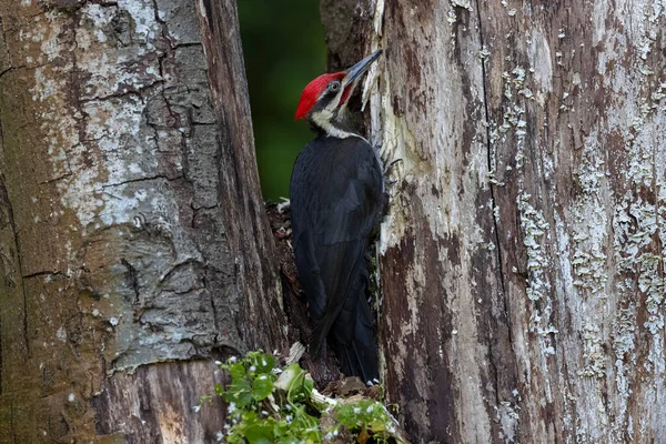 Uccello Picchio Pileato Vancouver Canada — Foto Stock