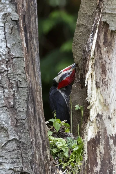Pileated Woodpecker Bird Vancouver Canada — Fotografia de Stock