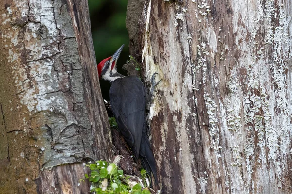 Pileated Woodpecker Bird Vancouver Canada — Fotografia de Stock