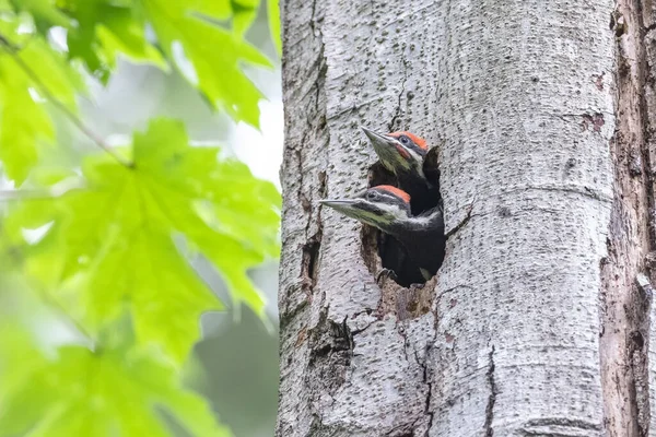 Pileated Woodpecker Chicks Vancouver Canada — Stock Fotó