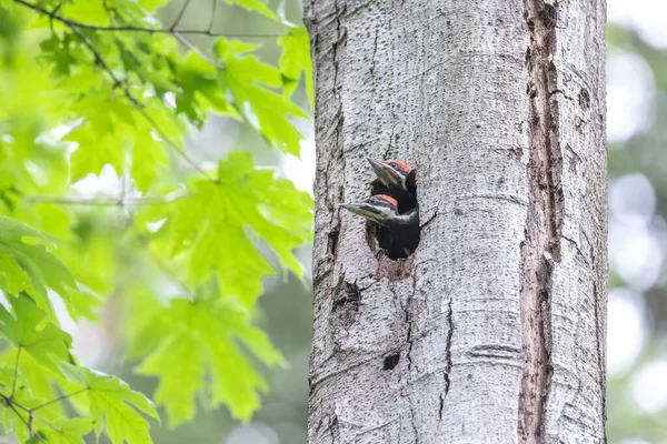 Pileated Woodpecker Chicks Vancouver Canada — Fotografia de Stock