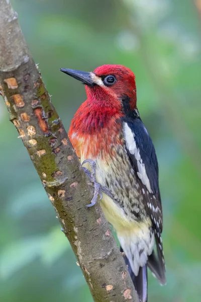 Red Breasted Sapsucker Bird North Vancouver Canada Foto Stock