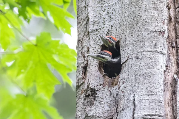 Pileated Woodpecker Chicks Vancouver Canada Φωτογραφία Αρχείου