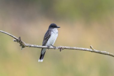 Doğu Kingbird Port Coquitlam BC Kanada