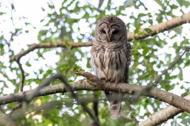 Vancouver BC Kanada 'da yasaklanmış baykuş.