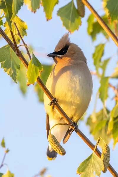 Zedernwachsvogel Bei Vancouver Kanada — Stockfoto