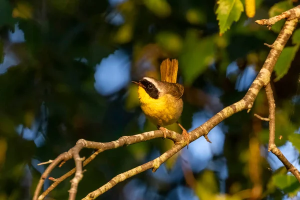 Samec Obyčejný Žlutohrdý Pták Vancouveru Canada — Stock fotografie
