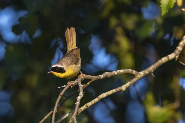 Masculino Comum Yellowthroat Pássaro Vancouver Canada — Fotografia de Stock