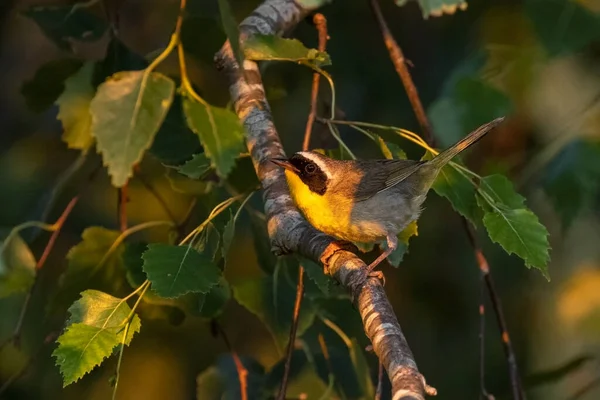 Macho Pájaro Común Garganta Amarilla Vancouver Canada — Foto de Stock