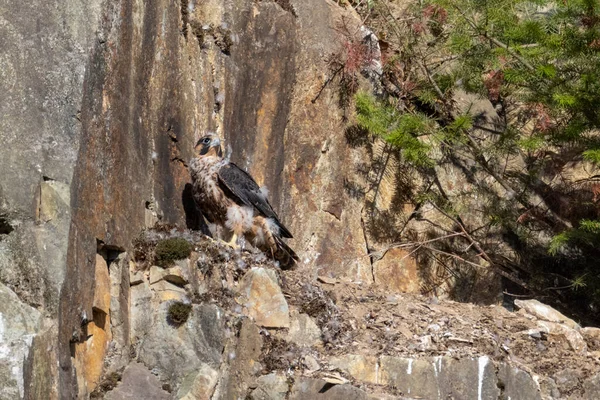 アボッツフォード採石場のヤングパーグリン鷹の鳥Bcカナダ — ストック写真