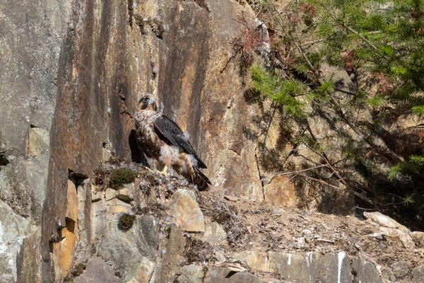 Jonge Slechtvalk Vogel Abbotsford Steengroeve Canada — Stockfoto