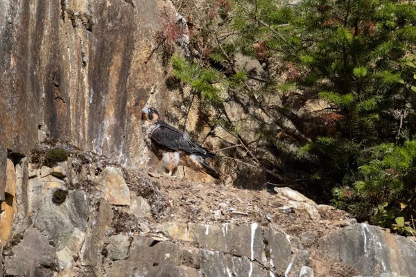 アボッツフォード採石場のヤングパーグリン鷹の鳥Bcカナダ — ストック写真