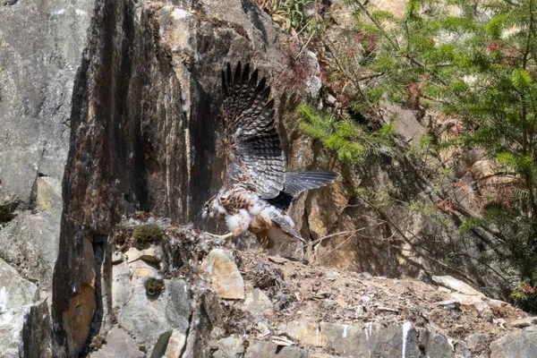 Ave Halcón Peregrina Juvenil Cantera Abbotsford Canada — Foto de Stock