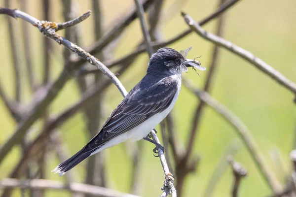 Doğu Kingbird Port Coquitlam Kanada — Stok fotoğraf