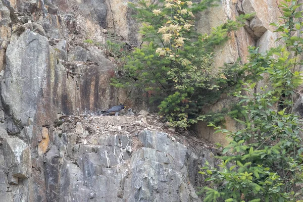 加拿大不列颠哥伦比亚省Abbotsford采石场的幼龄游隼鸟 — 图库照片