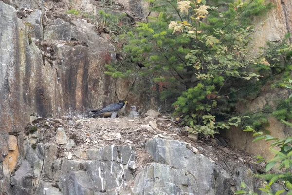 加拿大不列颠哥伦比亚省Abbotsford采石场的幼龄游隼鸟 — 图库照片