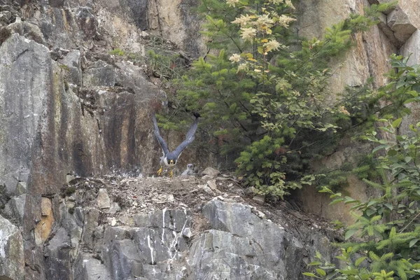 Junges Wanderfalkenvogel Abbotsford Steinbruch Kanada — Stockfoto