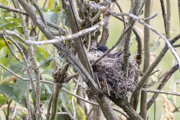 Ανατολικό Πουλί Kingbird Στο Port Coquitlam Καναδάς — Φωτογραφία Αρχείου