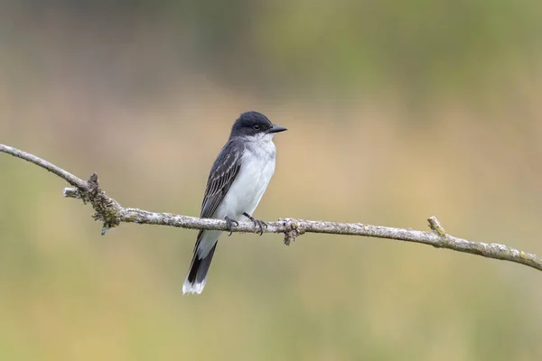 Eastern Kingbird Port Coquitlam Canada — 스톡 사진