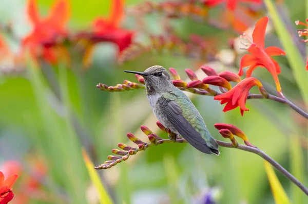 Weibchen Annas Kolibri Bei Vancouver Kanada — Stockfoto