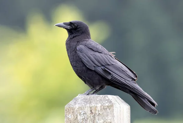 Northwestern Crow Bird Vancouver Canada — Stock Photo, Image