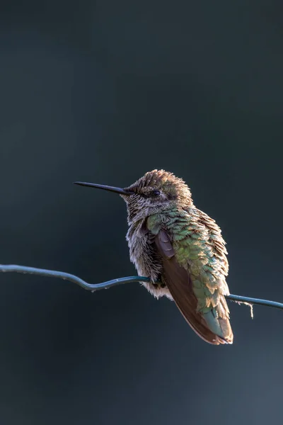 Colibrì Femminile Anna Vancouver Canada — Foto Stock