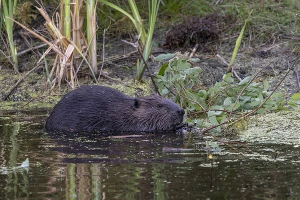 Biber Einem Teich Bei Vancouver Kanada — Stockfoto