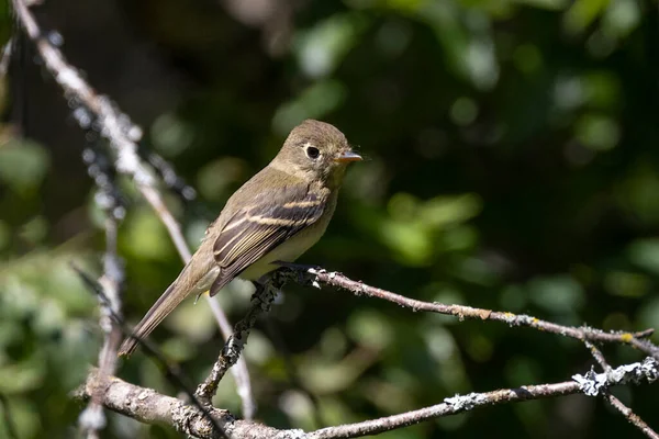 Pendiente Del Pacífico Flycatcher Bird Vancouver Canada — Foto de Stock