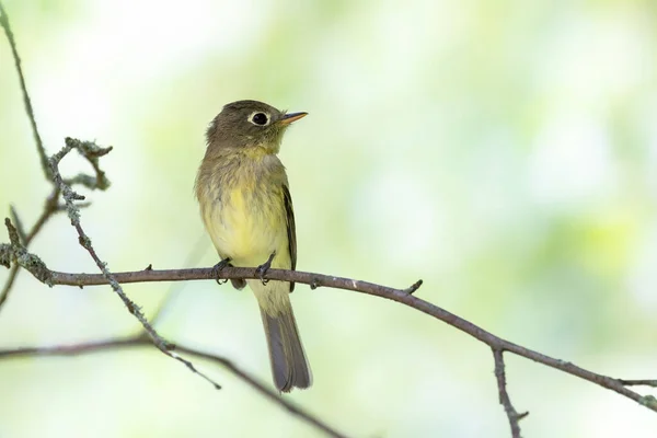 Pacific Slope Flycatcher Bird Vancouver Canada — Stock Photo, Image