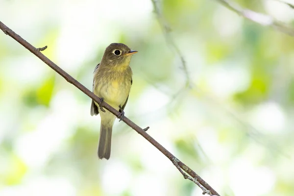 Pacific Pendio Flycatcher Uccello Vancouver Canada — Foto Stock