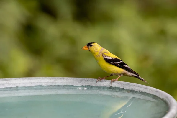 American Goldfinch Bird Vancouver Canada — Fotografia de Stock