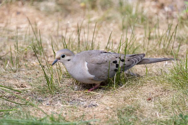 Sörjande Duvfågel Vid Vancouver Canada — Stockfoto