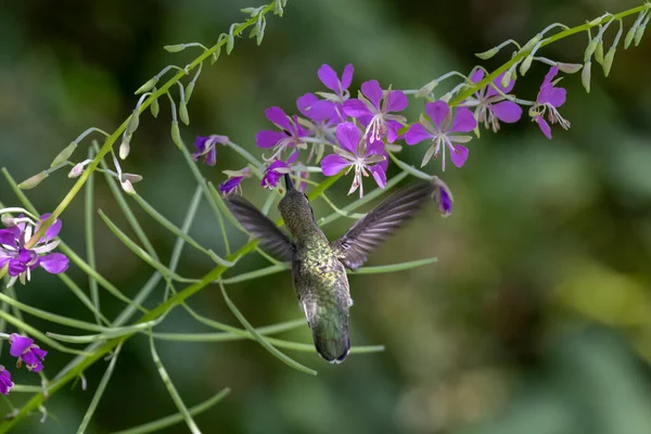 Colibrí Anna Hembra Vancouver Canada — Foto de Stock